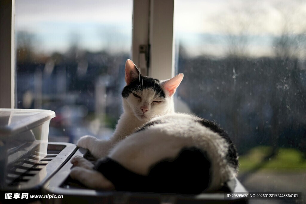 窗边猫咪惬意休憩