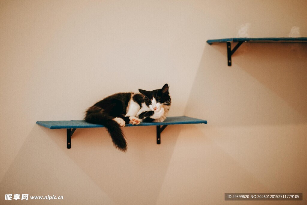 猫咪慵懒趴于墙上置物架