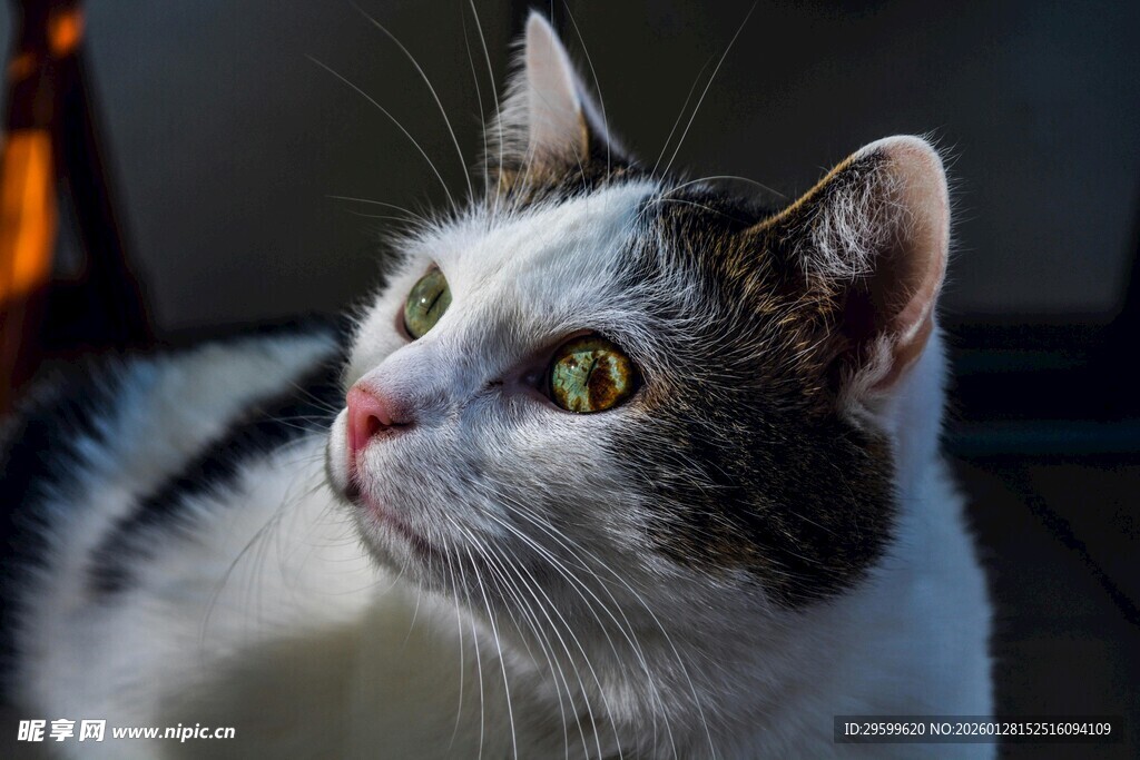 可爱猫咪仰头望