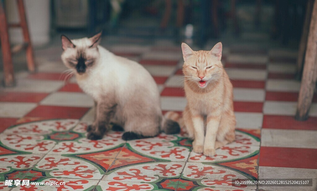 两只猫咪坐在花纹地毯上