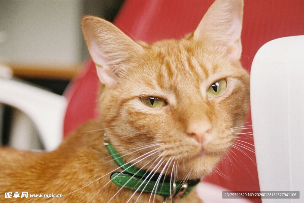 戴绿领的橘猫