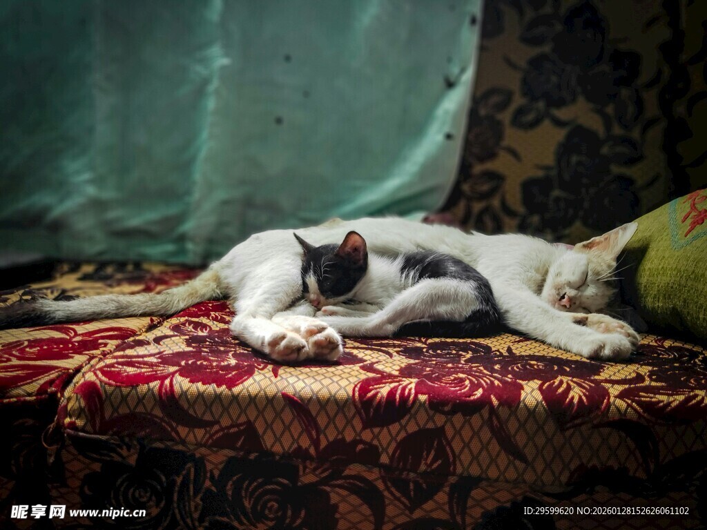 沙发上熟睡的萌态猫咪