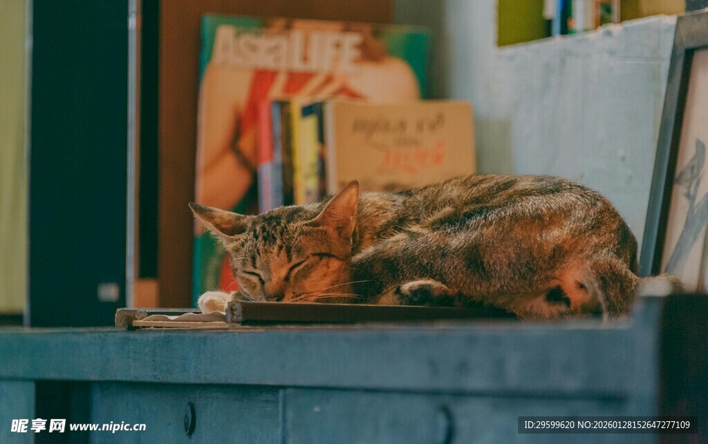 柜台上慵懒休憩的猫咪