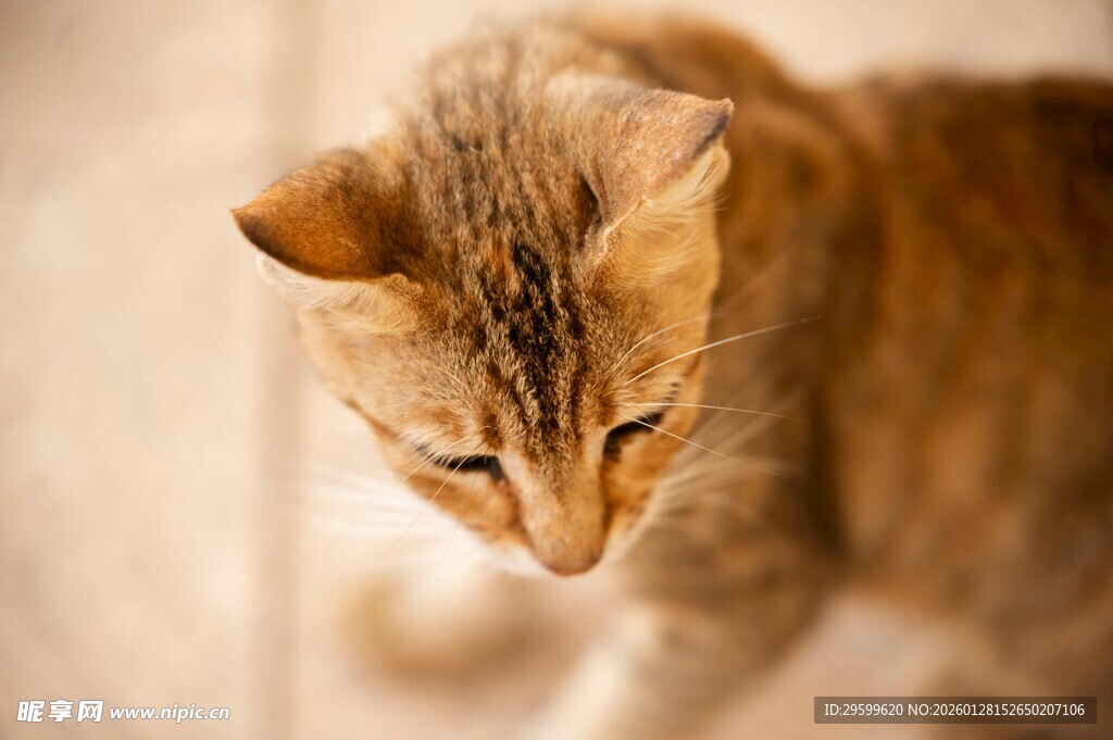 低头的斑纹小猫