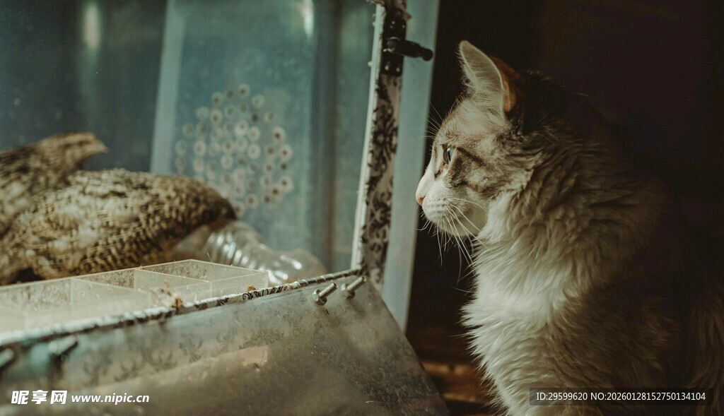 窗边猫咪凝视蜥蜴