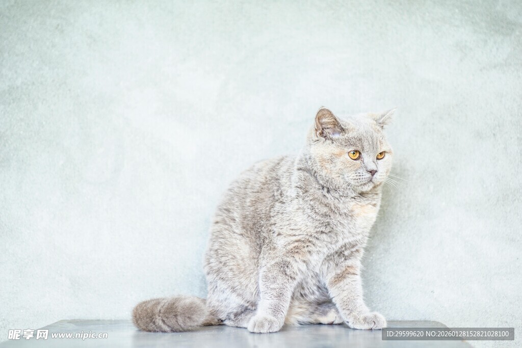 灰白猫咪端坐