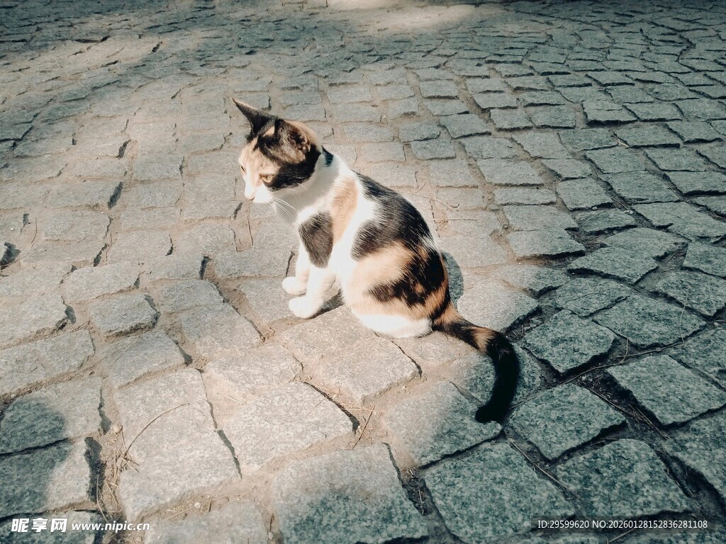 阳光下的三色猫咪