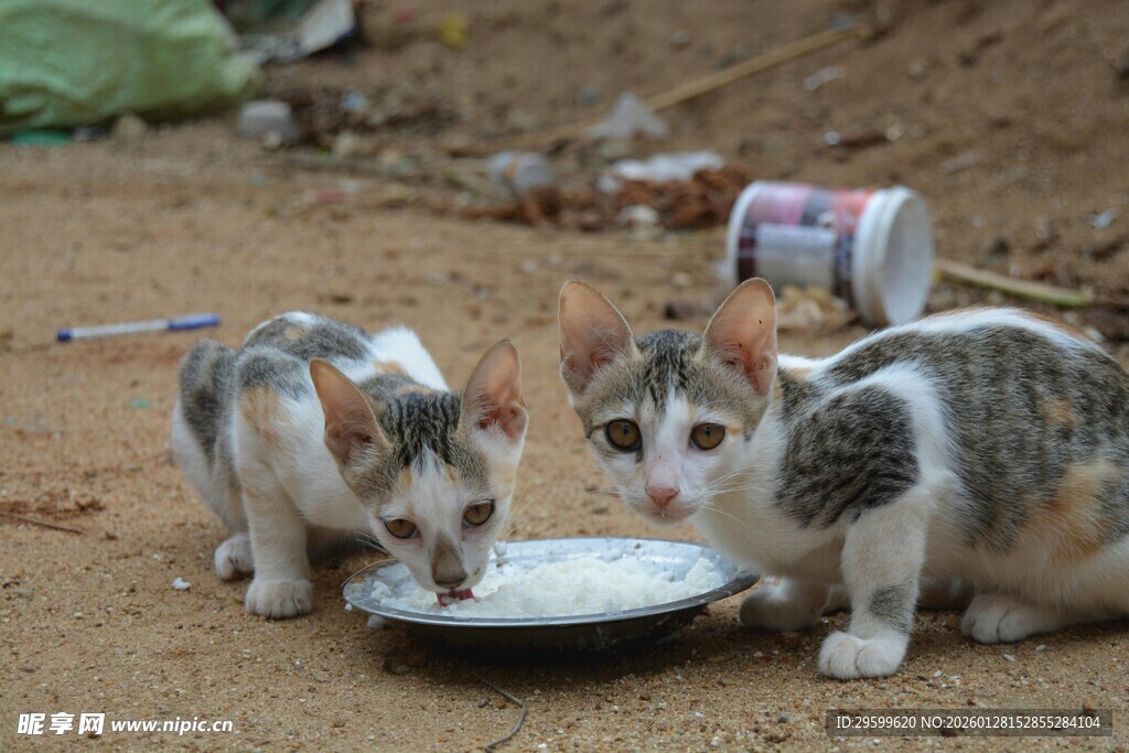 两只小猫共食盘中食物