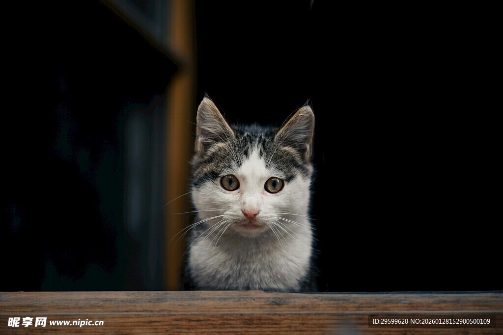 可爱小猫探头张望
