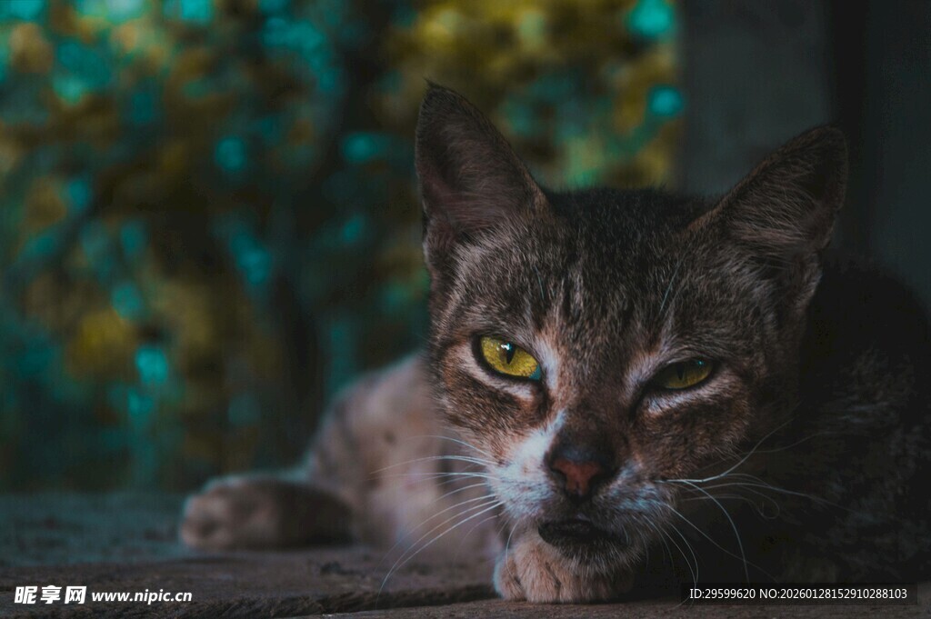 慵懒猫咪惬意趴卧