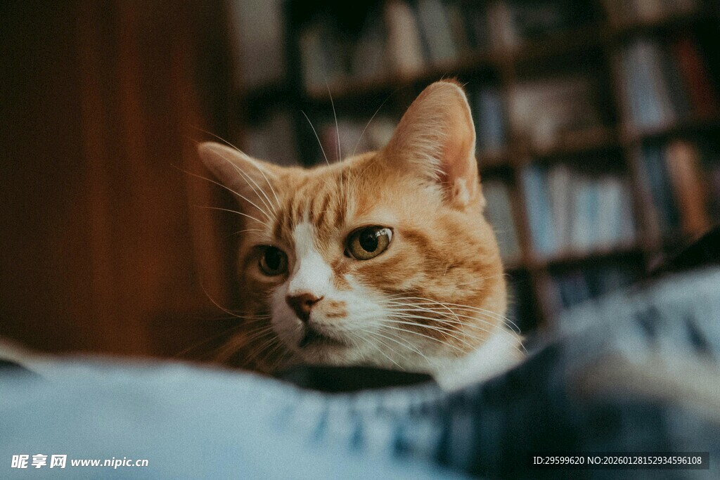 书架旁的可爱猫咪