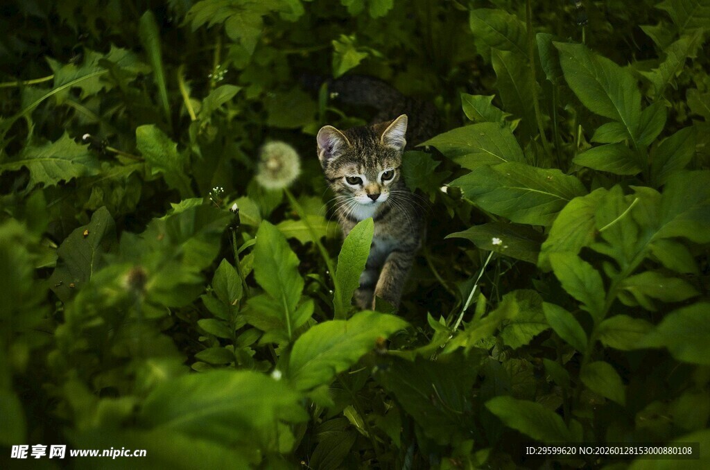 草丛中的可爱小猫