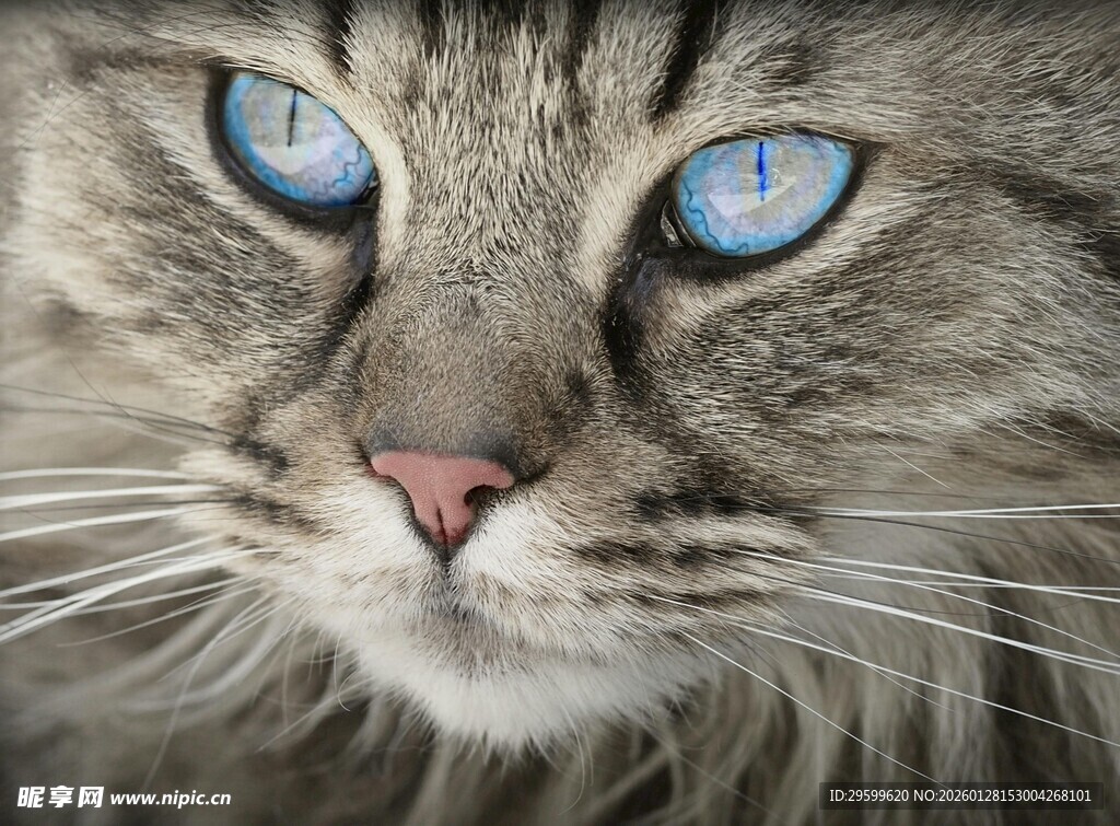 蓝眼长毛猫的特写