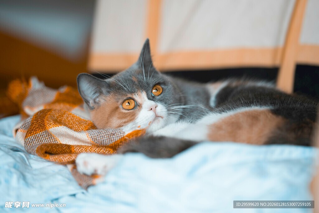 慵懒猫咪惬意躺卧