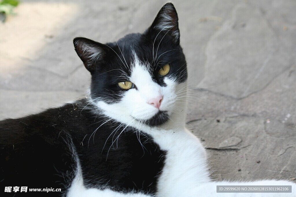 黑白猫咪惬意躺卧