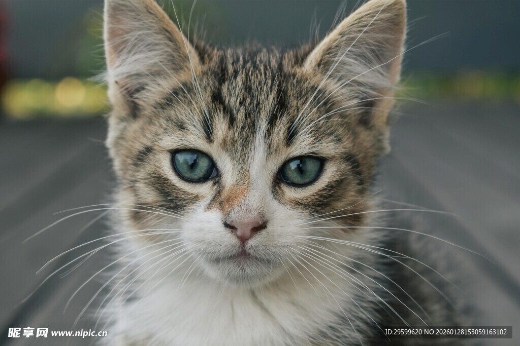 可爱小猫咪特写