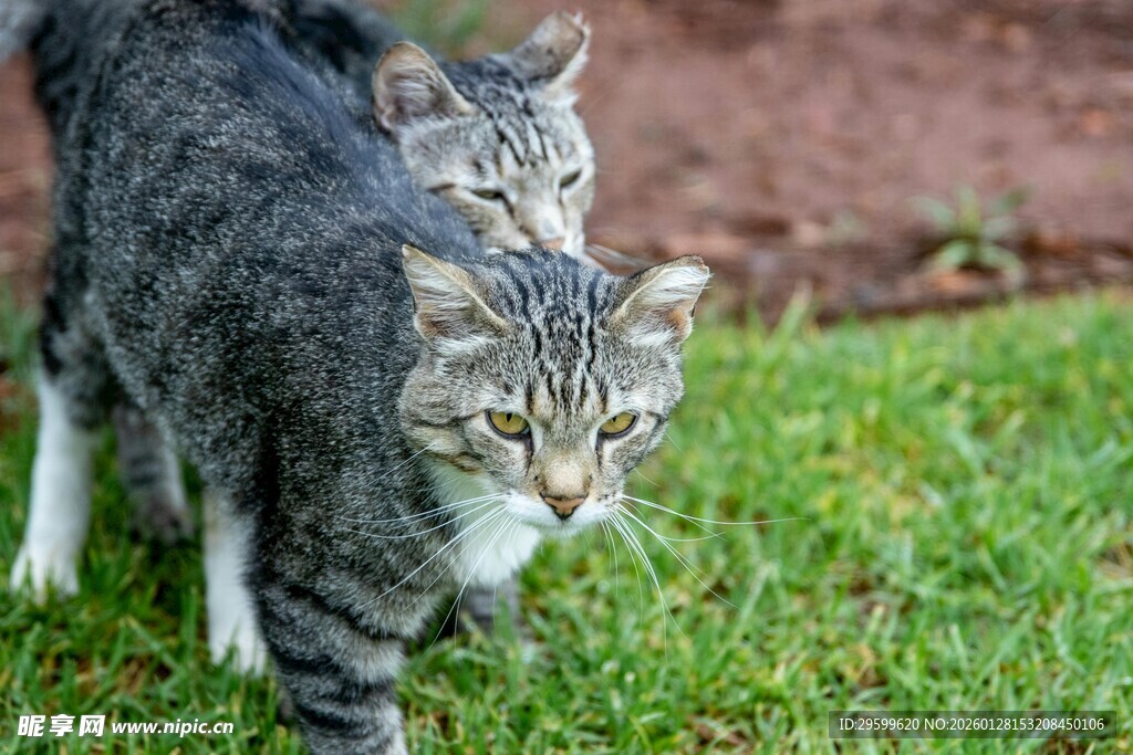 两只猫咪漫步在绿草地上