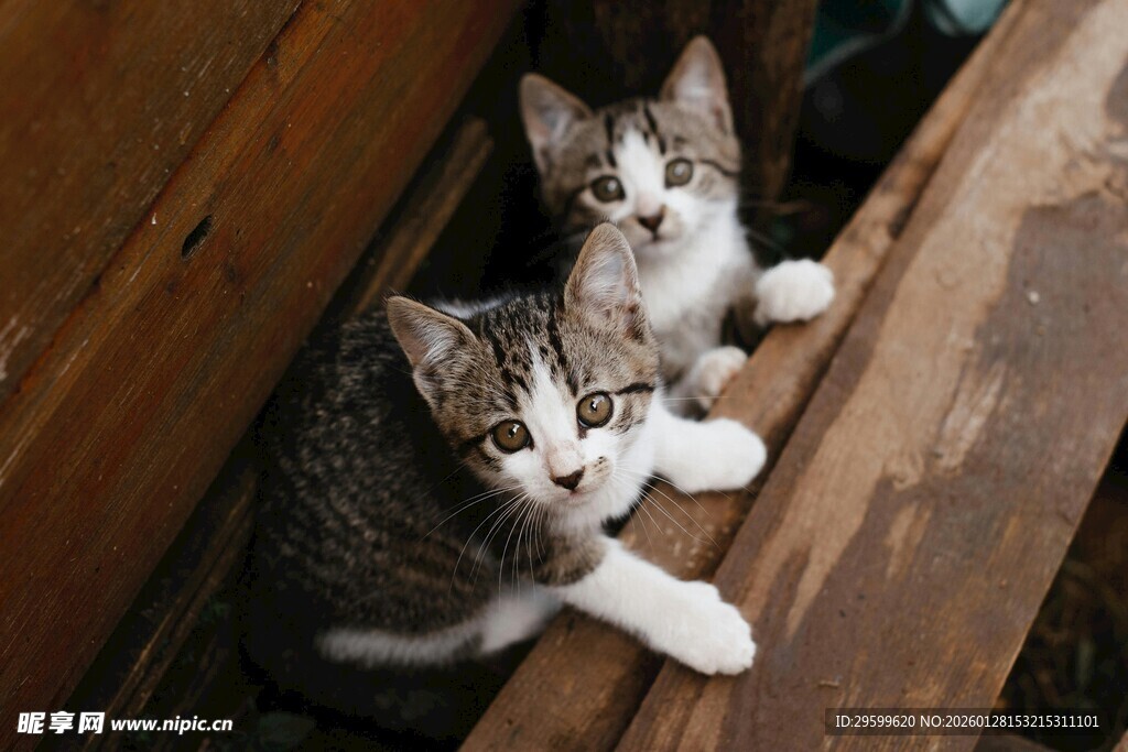 两只可爱猫咪趴木板上