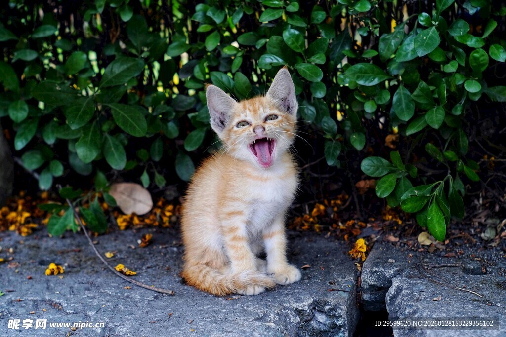 张嘴小猫坐于绿植旁