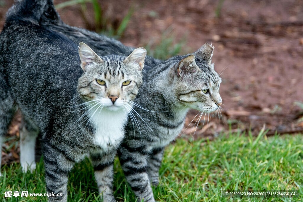 两只猫咪漫步于草地