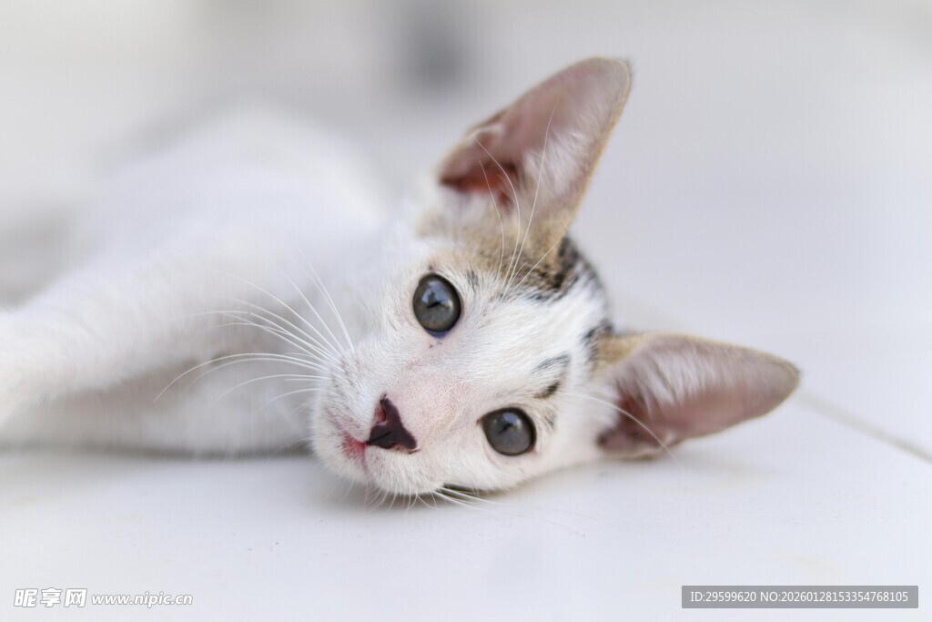 躺卧的可爱白色小猫