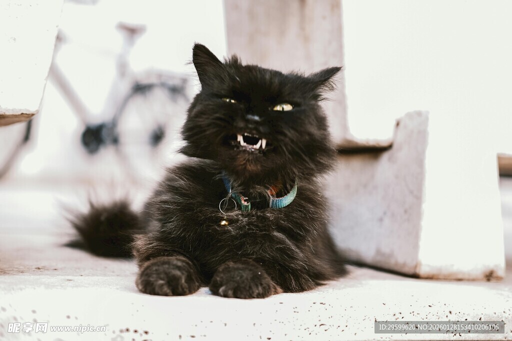 黑猫咧嘴似露灿烂笑容