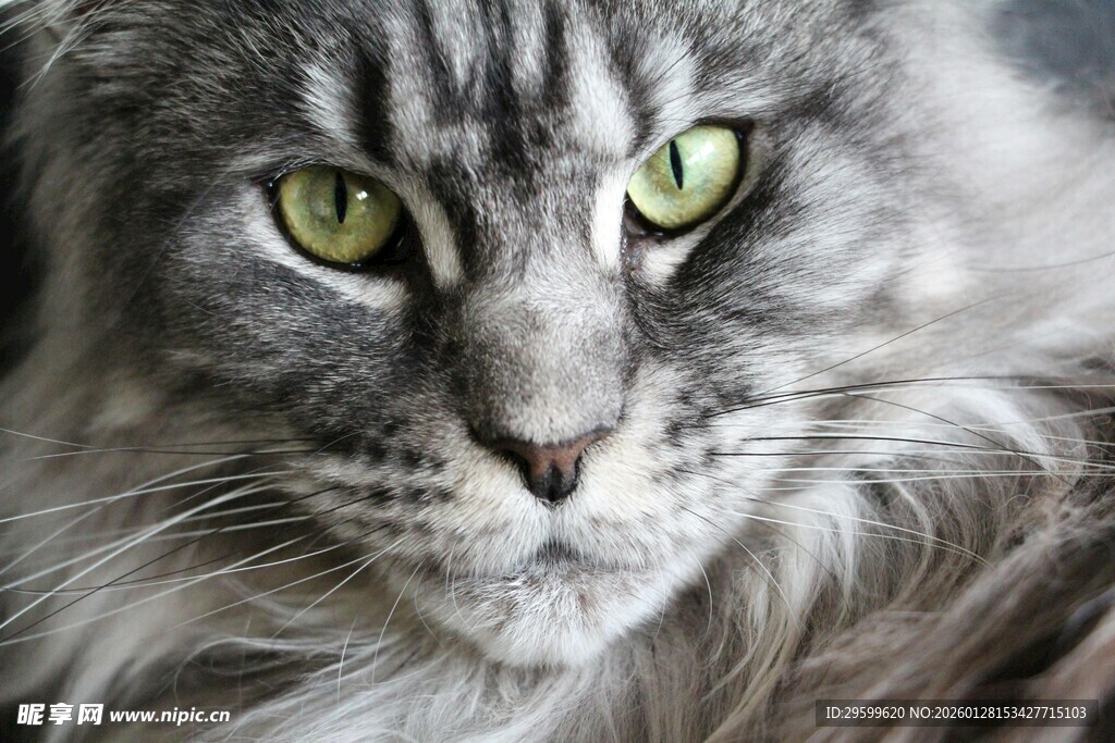 长毛灰猫的绿色眼眸特写