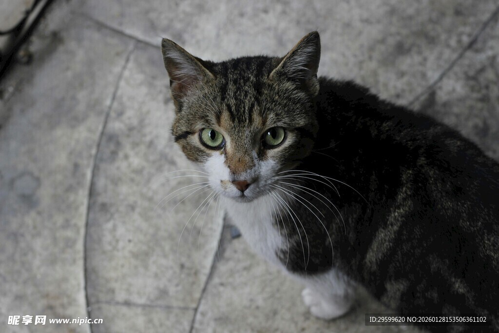可爱猫咪抬头凝视