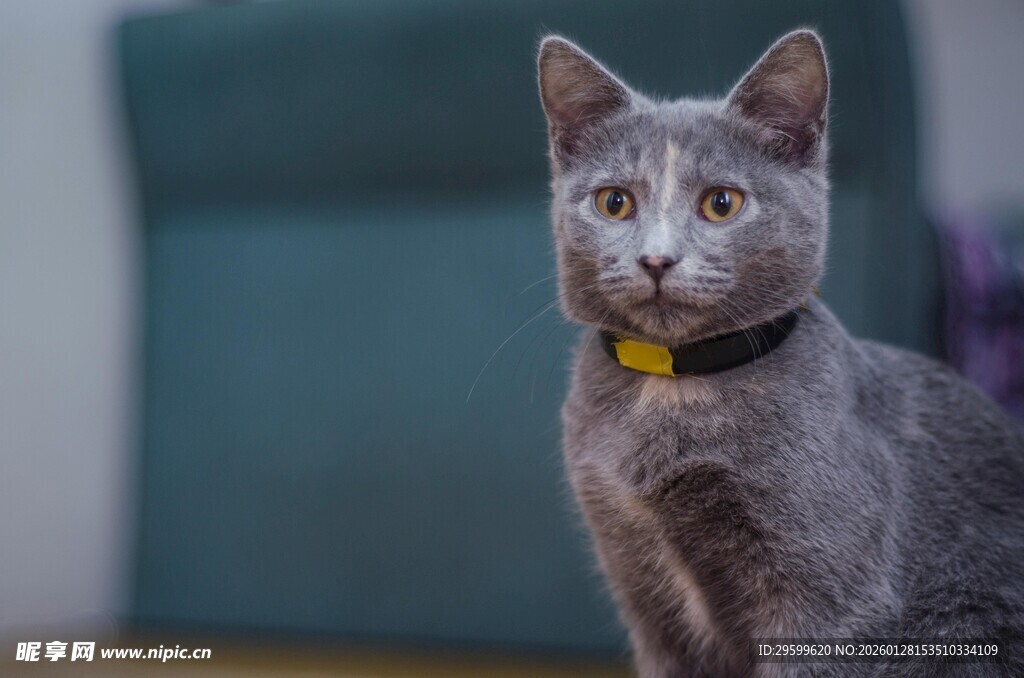 可爱灰猫佩戴黄色项圈