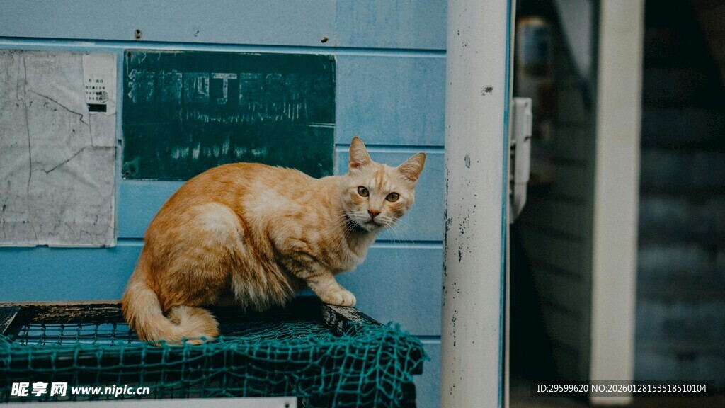橘猫端坐绿色箱子上