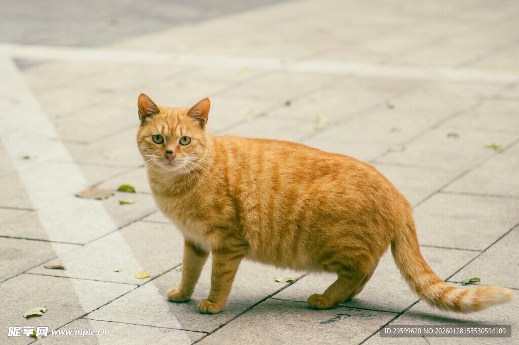 户外橘猫站立