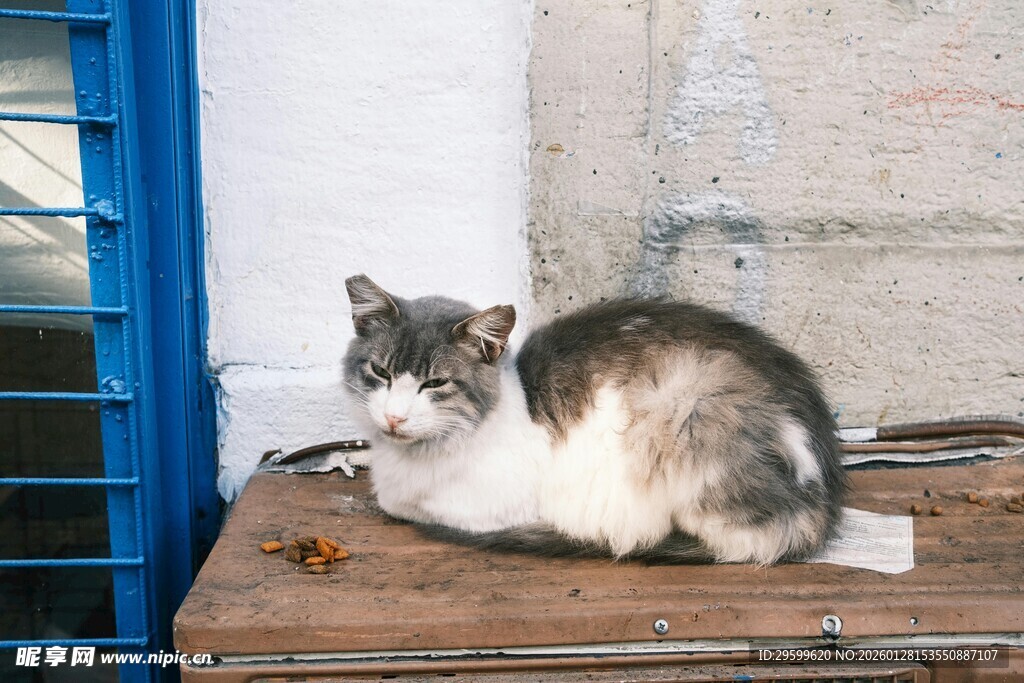 木台上的慵懒猫咪