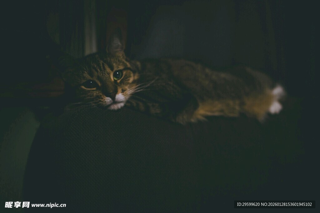 慵懒猫咪惬意休憩