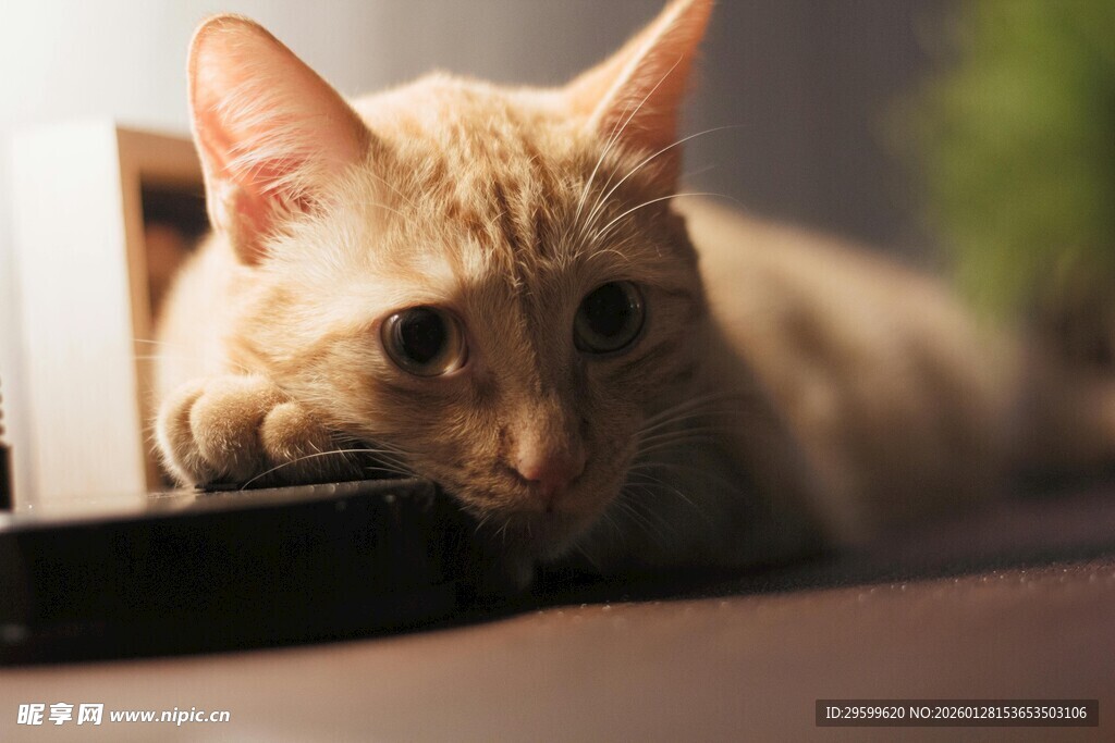 慵懒猫咪趴卧在电子产品旁