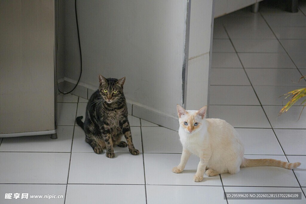 两只猫咪坐于瓷砖地面