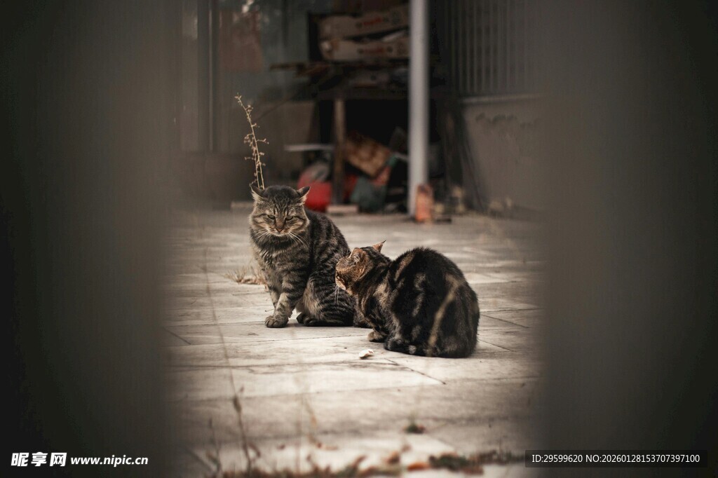 屋内几只猫咪安静休憩