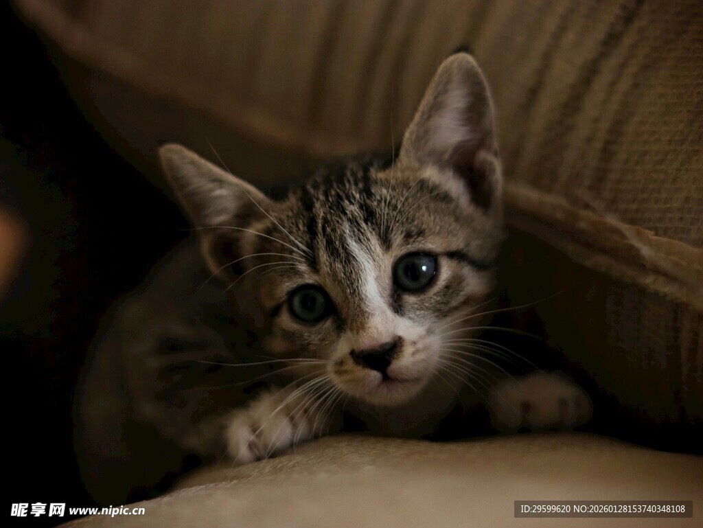 可爱小猫咪趴卧的瞬间