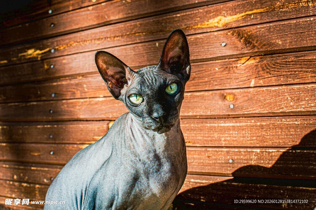 无毛猫静坐于木质背景前