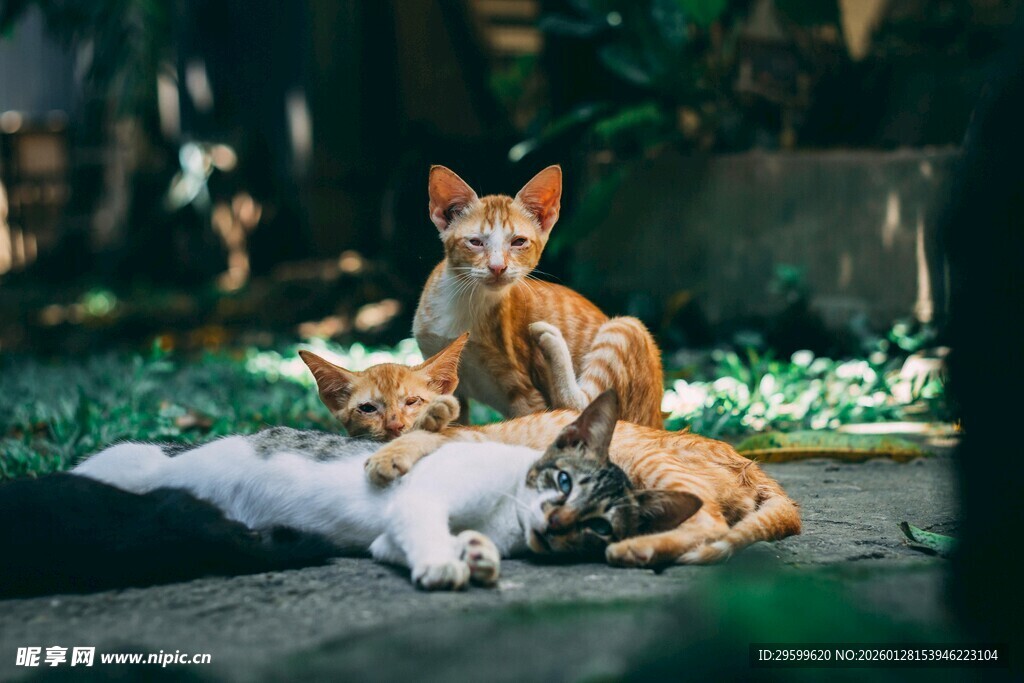 三只萌犬惬意休憩