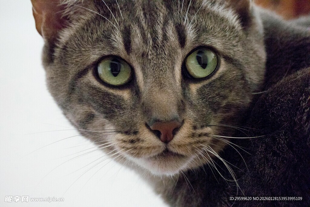 绿眼灰猫特写