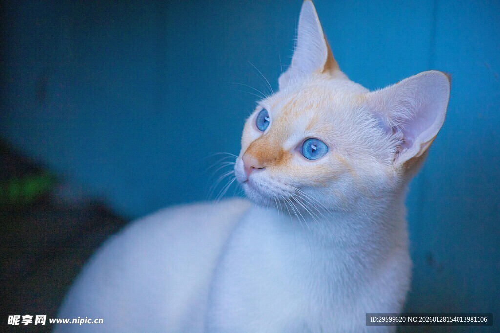 蓝眼白猫