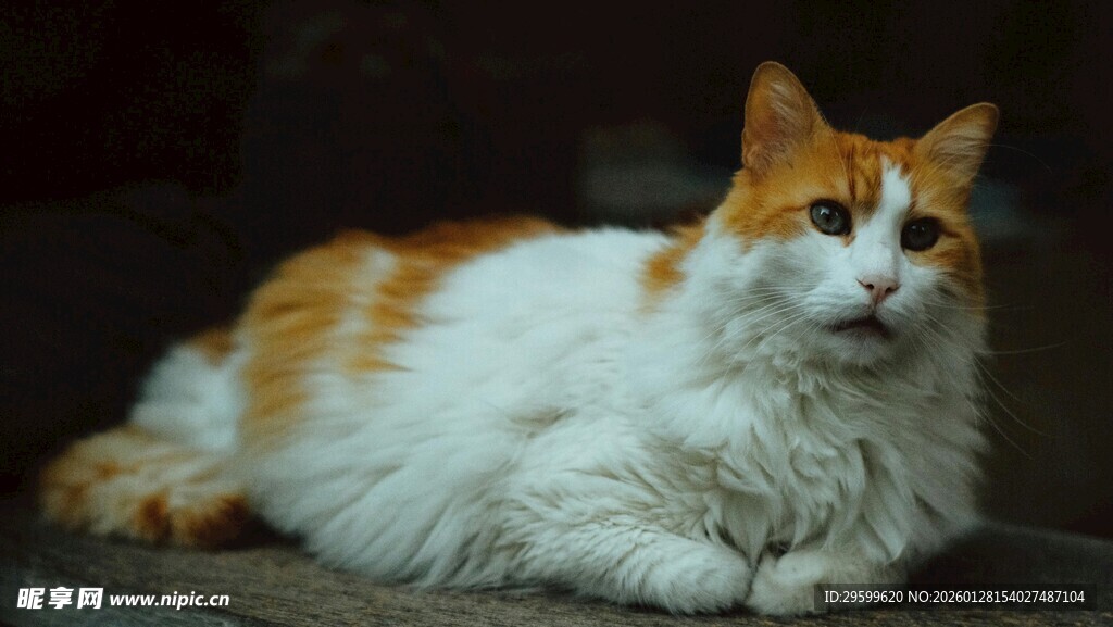 橘白猫咪趴坐姿态可爱