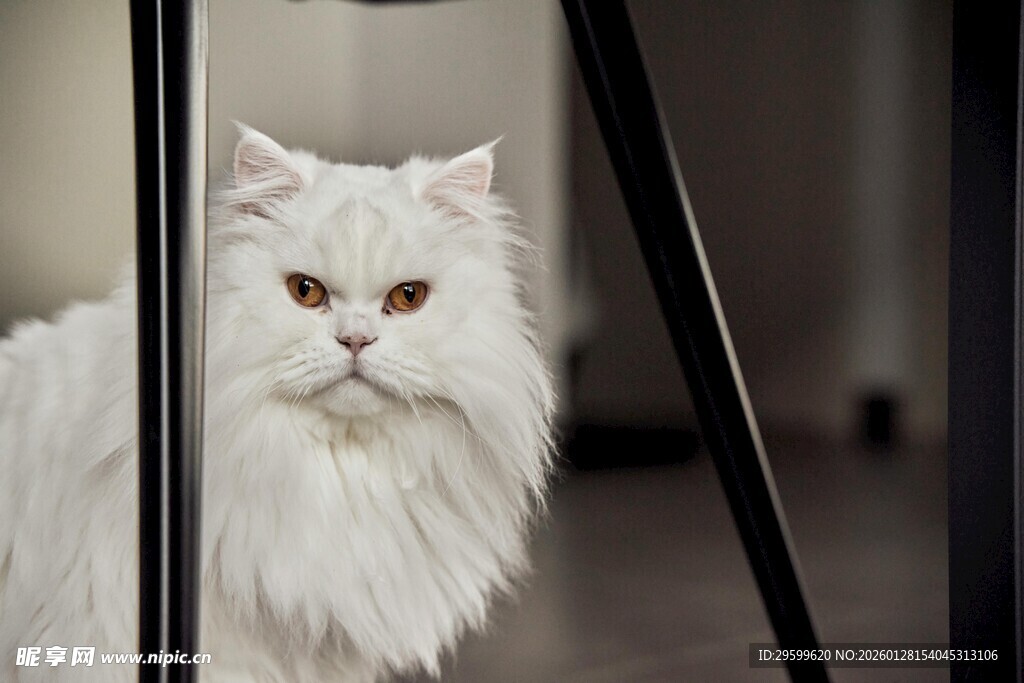 优雅长毛白猫倚门而立