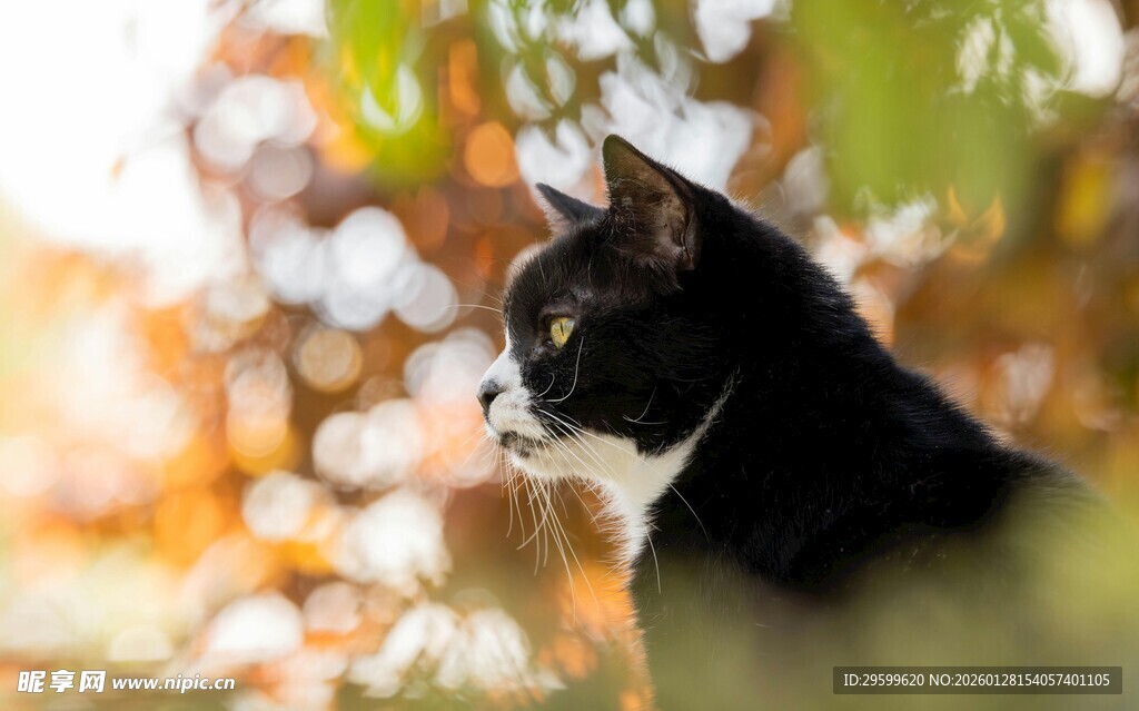 阳光下的黑白猫咪
