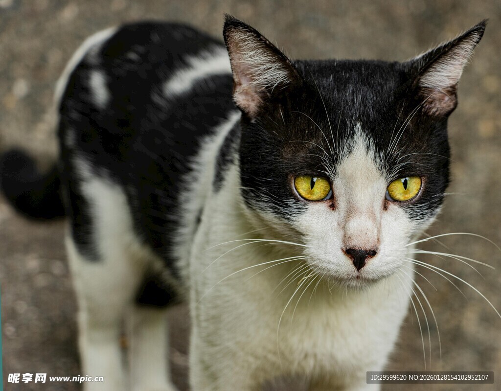 黑白花猫凝视镜头