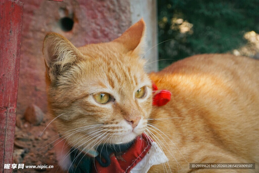 穿毛衣的可爱小黄猫