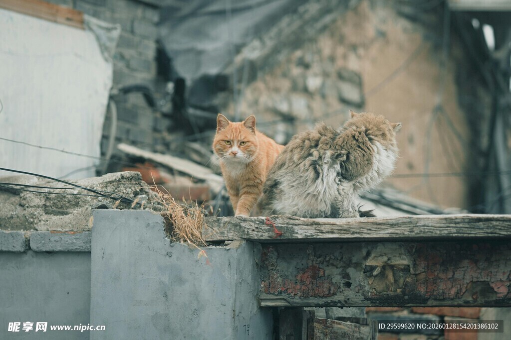 废墟中的猫咪