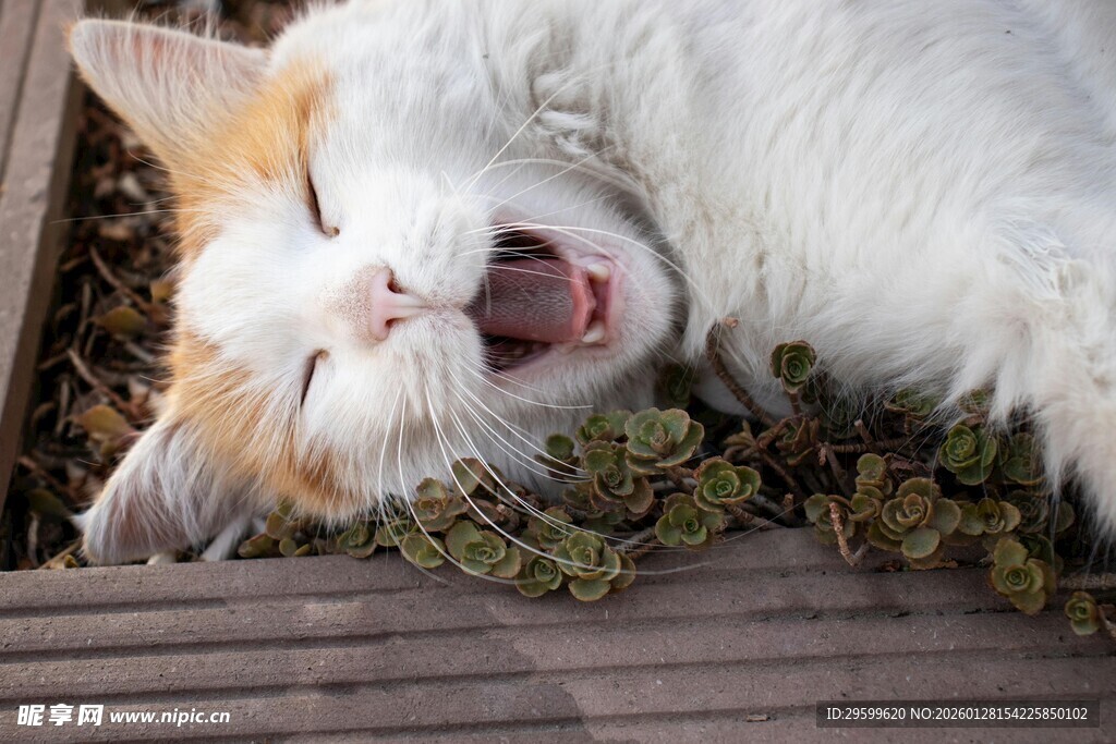 酣睡猫咪旁的猫薄荷