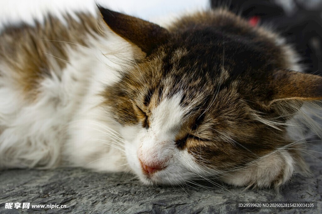 慵懒猫咪惬意休憩