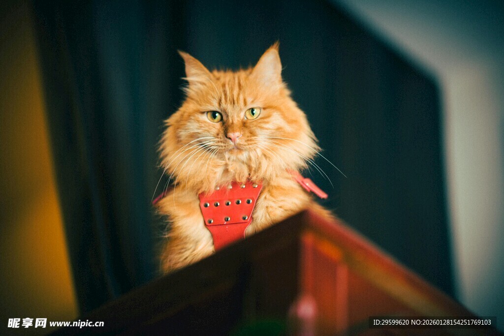 戴红围巾的长毛猫咪